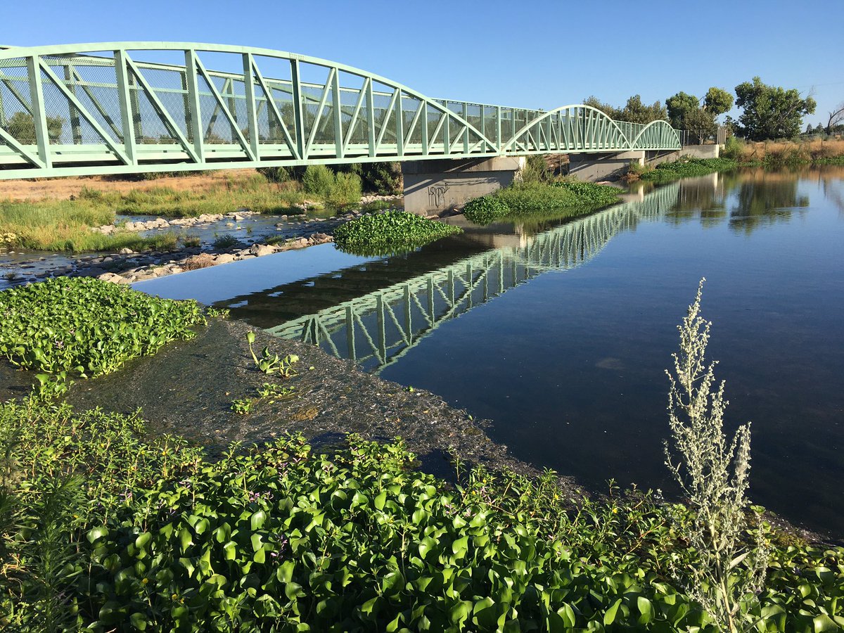 CAlowdown's tweet image. Good morning from Bakersfield. Much cooler today. 🙂 View of the Kern River at the Bellevue Weir, 7:45 am. 
#BringBacktheKern