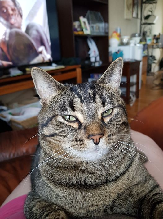 BSwirlsi's tweet image. Excuse me Ma&apos;am, could I speak to you about the lack of Catnip you give me? #CatnipAddict #Caturday #SirTigwardFirstofHisName