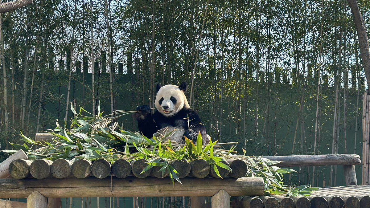 mnwnuu's tweet photo. 러바오 생일축하해
#우리의기쁨이_러바오_12살생일축하해
#러부지는_러브지_0728
#Lebao_Happy_12th_Bday
#HAPPY_LEBAO_DAY
울 러바옹 1분 뒤 진짜!! 생일이네 
7.28 진짜~~ 젤 행복하고 기쁘게 보내자
  ∩Å∩
( •  × •)
◌( ( ")( ")🎁
아늬 이거 폰카로 찍었는데 너무 잘 나온 거 같음!! https://t.co/FGbJtcd8Ua