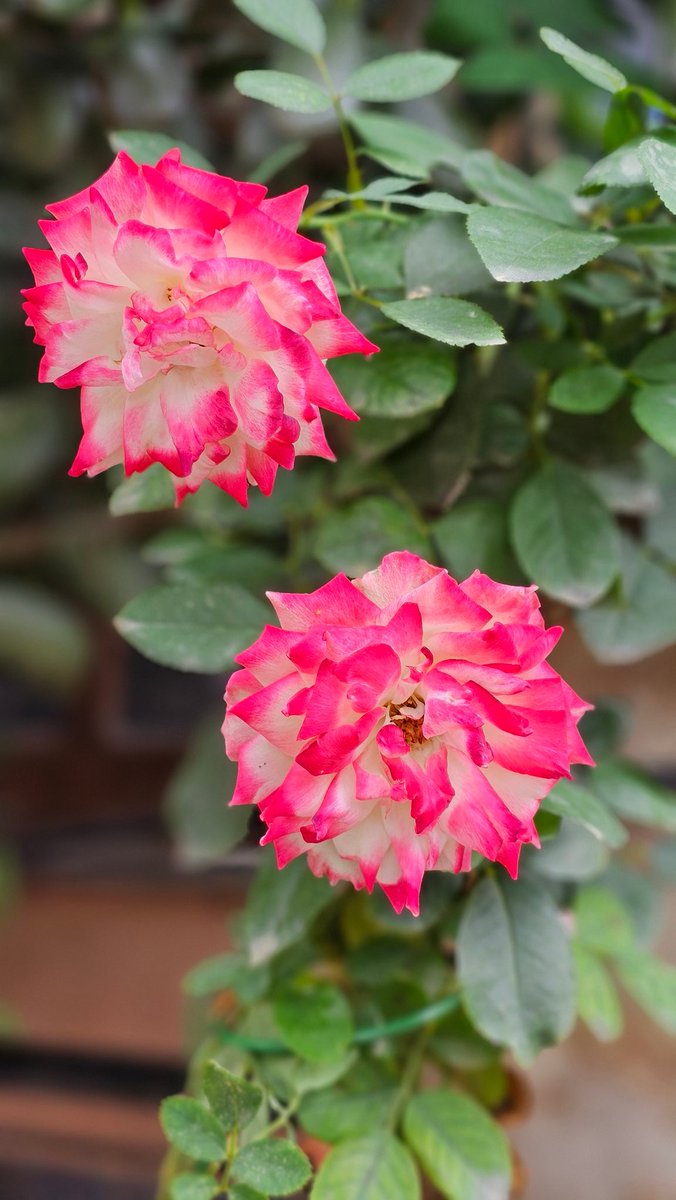 एक्लै रमाउन सिक आज खास हुने मान्छेले पनि भोली साथ छोड्न सक्छन ।