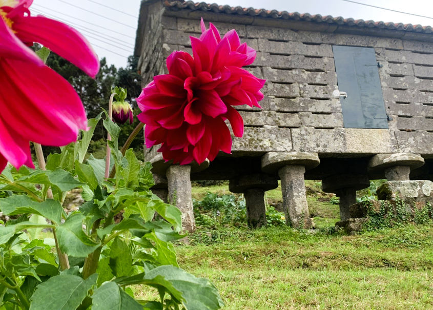 Dalias y hórreos, un deleite.
