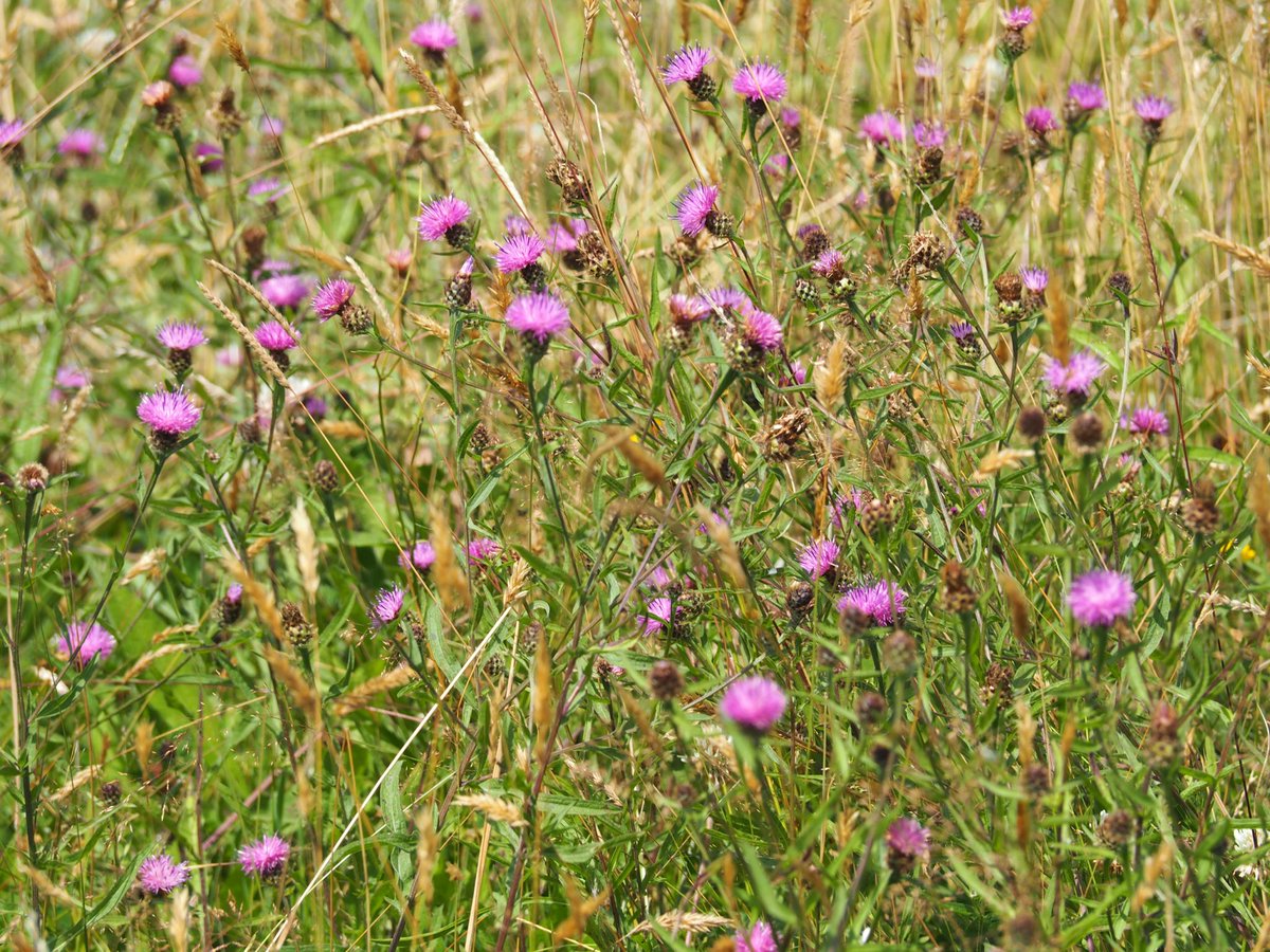 EmmaCameron9's tweet photo. A whole meadow full of Lesser Knapweed, Autumn Hawkbit, Clover, Birdsfoot Trefoil and some beautiful pink Musk Mallow. Dozens of Meadow Brown butterflies. #EbernoeCommon ��@SussexWildlife⁩ #wildflowers https://t.co/RK2tqmUiFM