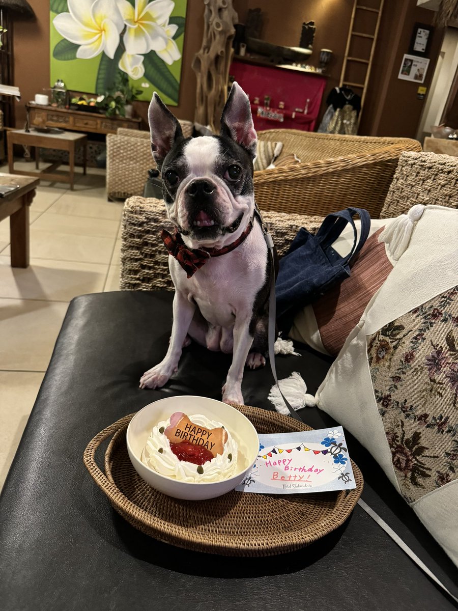 kyarinboon's tweet photo. こんなに犬に優しい宿があるなんて知らなかった！少し早いうちの子お誕生日おめでとう🎉ご飯も露天風呂もどこへでも一緒に連れてける神宿！べてぃ長生きしてね🥺🫶
#ホテル四季の蔵 https://t.co/rmispiKARf