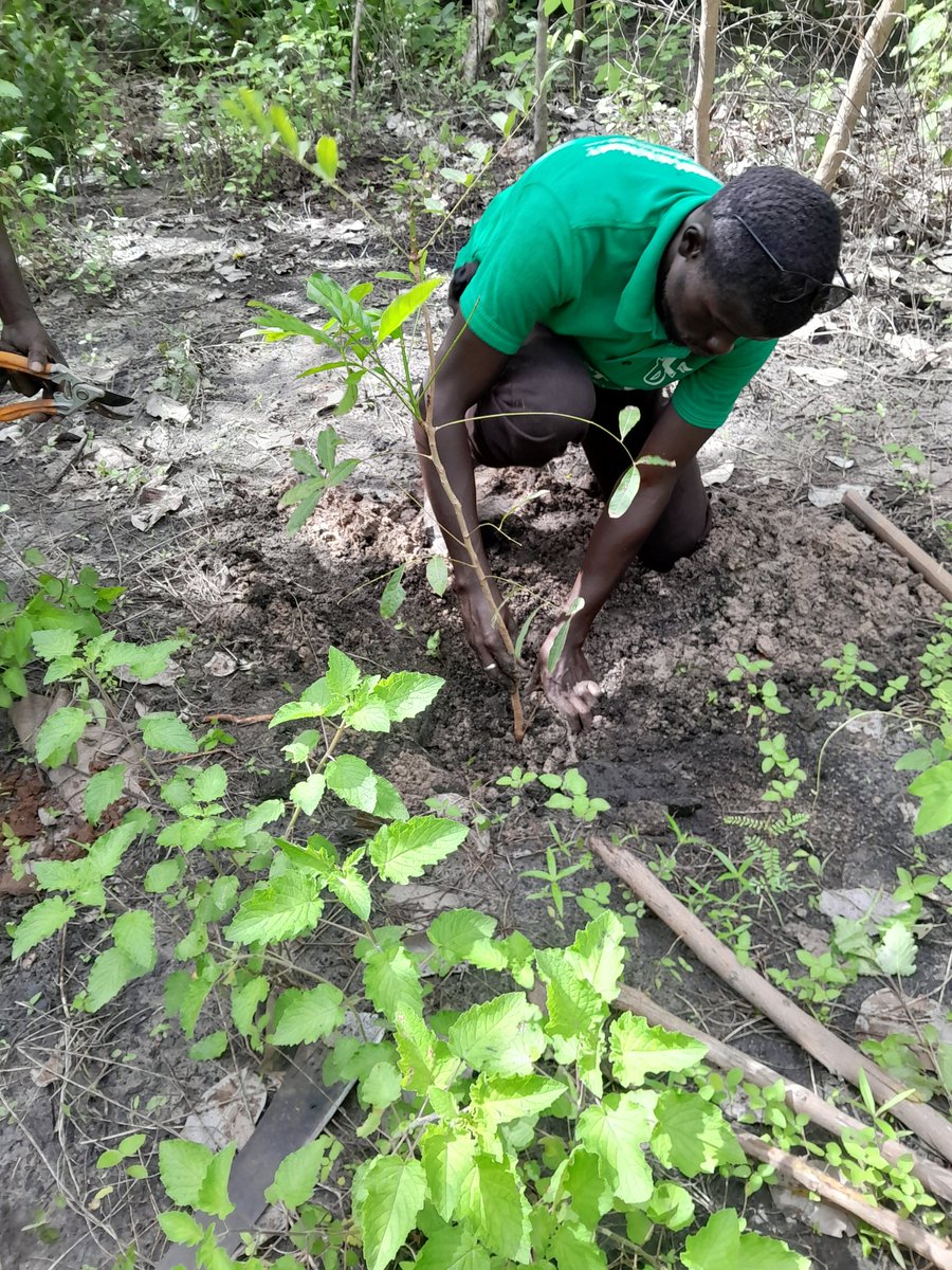 pakfb2's tweet photo. Campagne hivernale de reboisement 2024, Forêt Internationale :
Tenghory a accueilli la 2é journée de reboisement avec @foret_int en collaboration avec la Brigade des eaux et Forêts de Tenghory et l' Asc Tenghori Arrondissement et la participation du FERA.
#reforestation 
#Senegal https://t.co/DJjN4SYYKv
