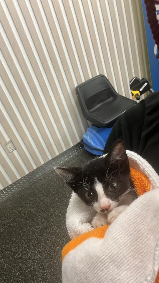 This cat showed up at a friend’s door last night. They can’t keep it but want to find a good home in the LR area. DM if interested.