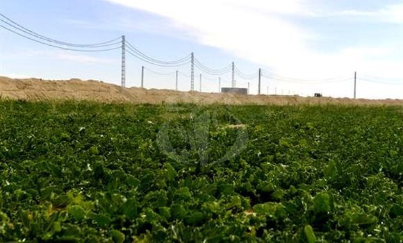 APS_Algerie's tweet photo. #ONTA: plus de 1,2 million d'hectares de terres à mettre en valeur par la concession
🔗 https://t.co/7NNDdsYrQG https://t.co/fKkbqLeirL