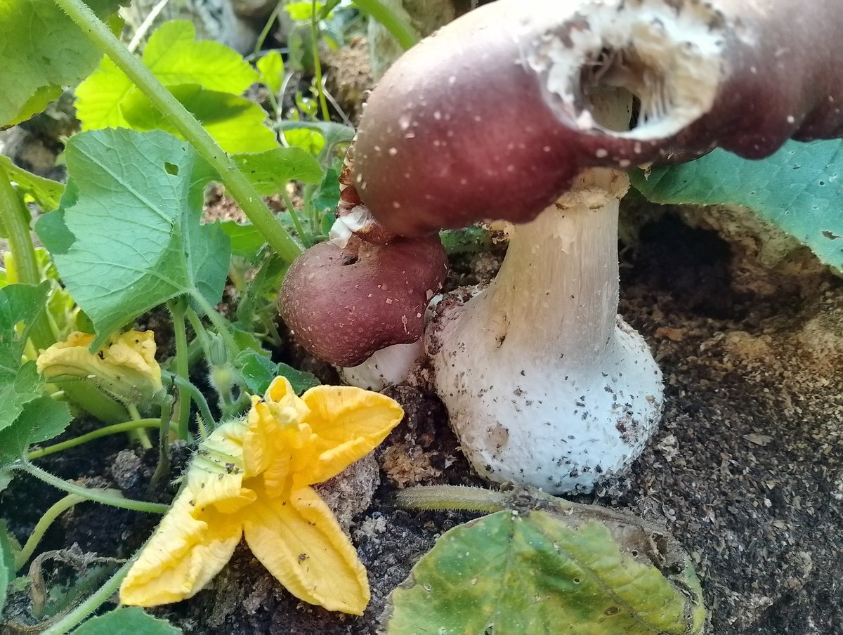 Early Warning System activated for a Cep Flush, King Stropharia make an appearance in the pumpkin patch..Ceps Tuesday week so