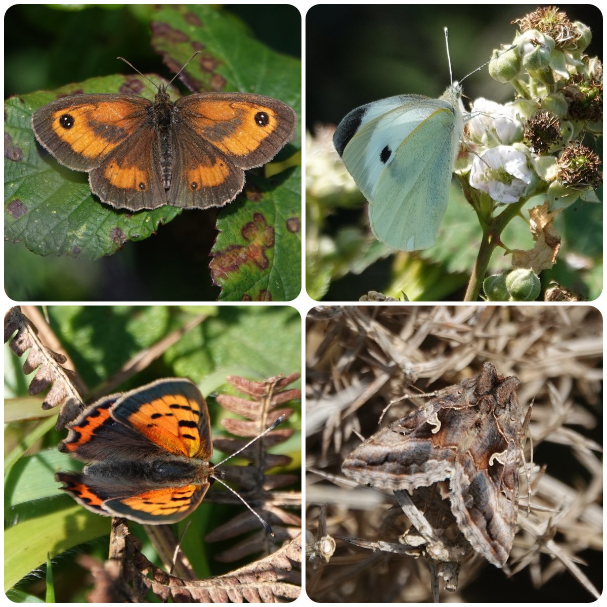 Welsh_Nature_Lady 🏴 tweet media