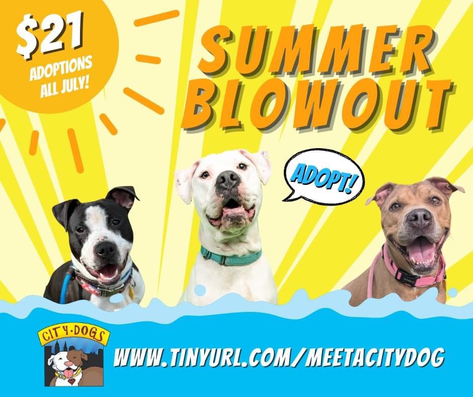 We're in the final days of our Summer Blowout adoption special. Adoption fees are $21 through the end of July (7/31) and includes a microchip, county license, basic vaccinations, spay/neuter, and a whole lifetime of love and fun with your new bestie! 🐶☀️

tinyurl.com/meetacitydog
