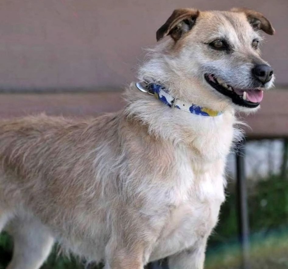 🦒TILDA🦒

Ojos d caramelo y pelaje canela
Tan serena y valiente q a veces, se olvidan d q sufre.
Un encanto, muy sociable cn otros perros (no testada cn gatos)
Dócil, sumisa, alegre, tierna y muy muy buena.
Con muchas virtudes

Protectora Huellas #Ávila
685 84 00 66
629 16 57 88