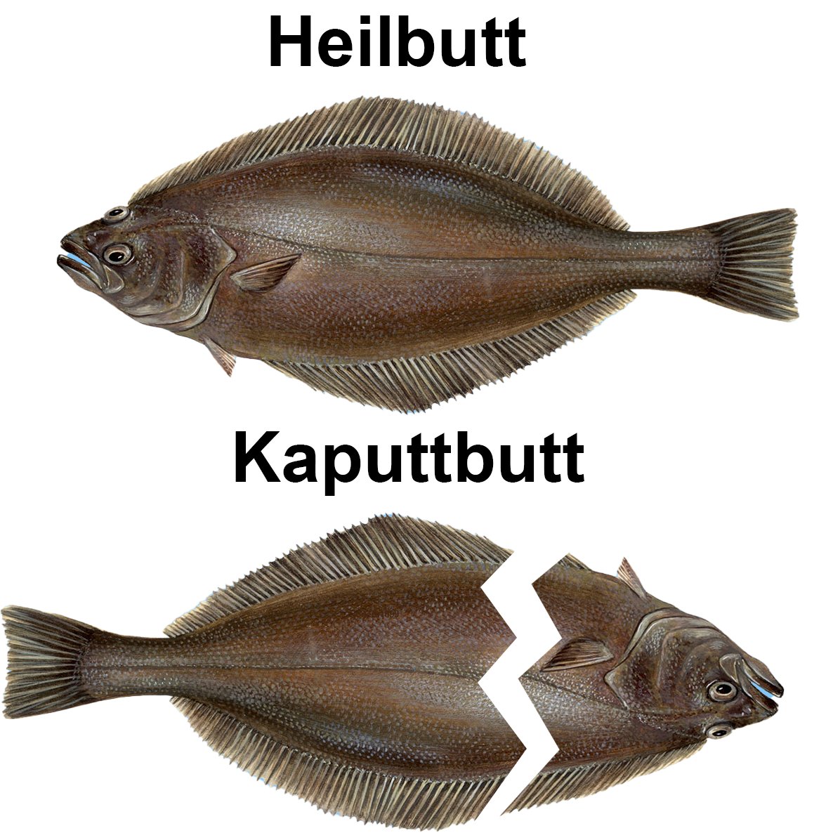 Heilbutt
Kaputtbutt