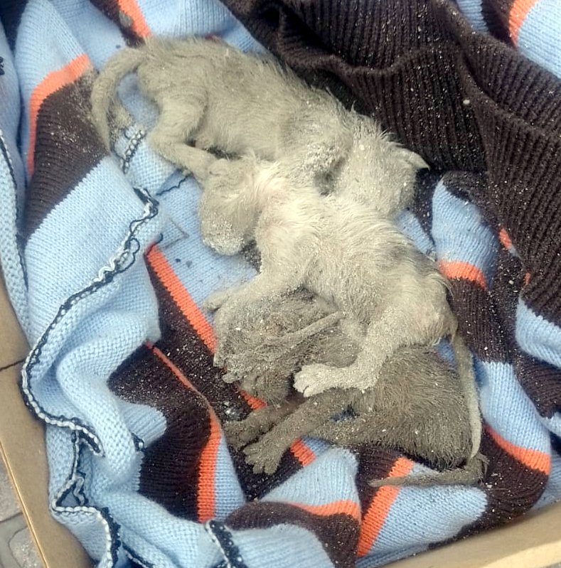 #CenicientaFDG
Me escriben por WhatsApp pidiendo ayuda para una gatita que tuvo crías en la parrilla del fondo de una casa.
Le pido fotos, y me manda una foto que me destrozó el corazón.
Tres bebitos tirados hundidos en las cenizas de algún asado, totalmente empanados (HILO⬇️)