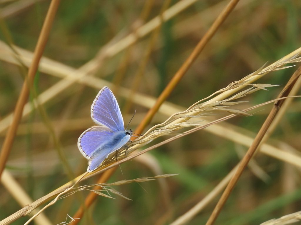 Nathalie Mahieu tweet media