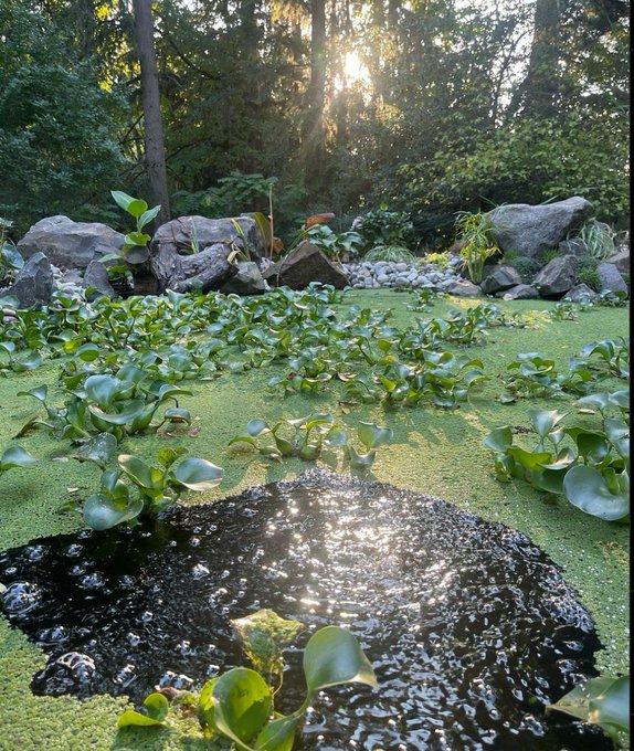 the pond garden is such a great place to relax in the afternoon. https://t.co/88cXBSO7da