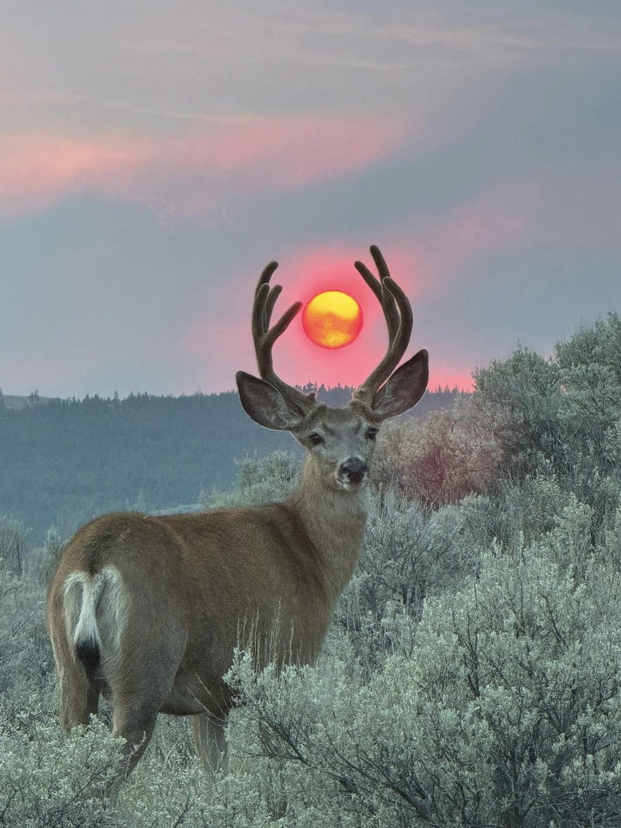 CleverCase's tweet image. May the Deer That Learned to Cast Fireball rain blessings on you this morning 

and not fireballs