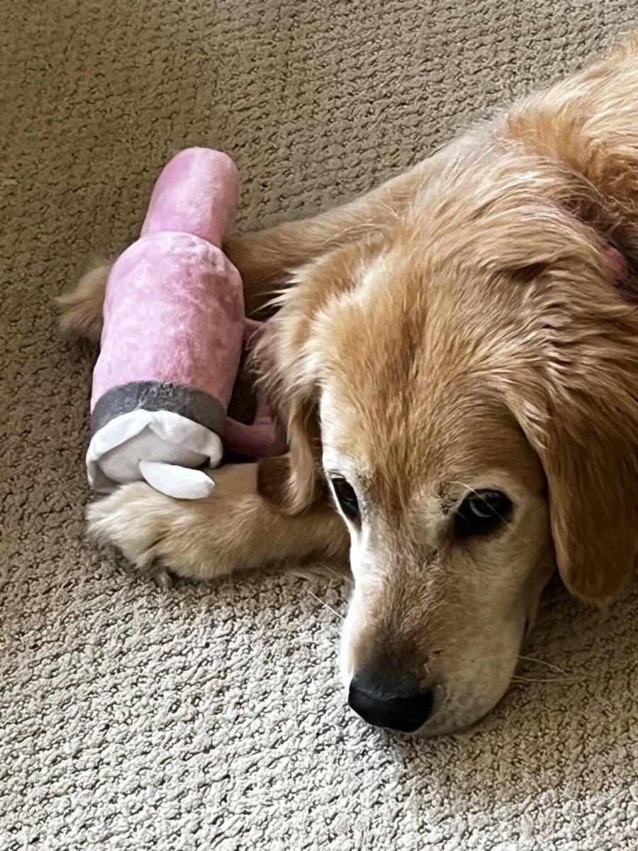 bwarnex2's tweet photo. I think Zooey likes her Stanley pup cup! @HopewellPride #dogsoflakota https://t.co/9YoOHf1Oyq