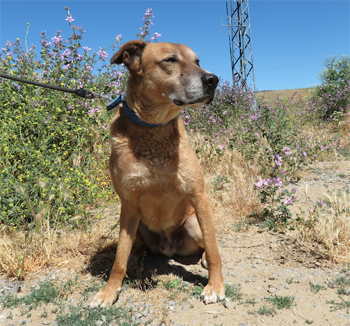 🥑TRES🥑

Guapísimo!
Cualquiera d los perros q viven en el Centro Huellas puede encontrar una familia q lo integre en su vida xq todos, con paciencia y tesón, se acaban adaptando a una vida digna.
Es todo un buenazo.

Protectora Huellas #Ávila
685 84 00 66 Isabel
629 165 788 Tina