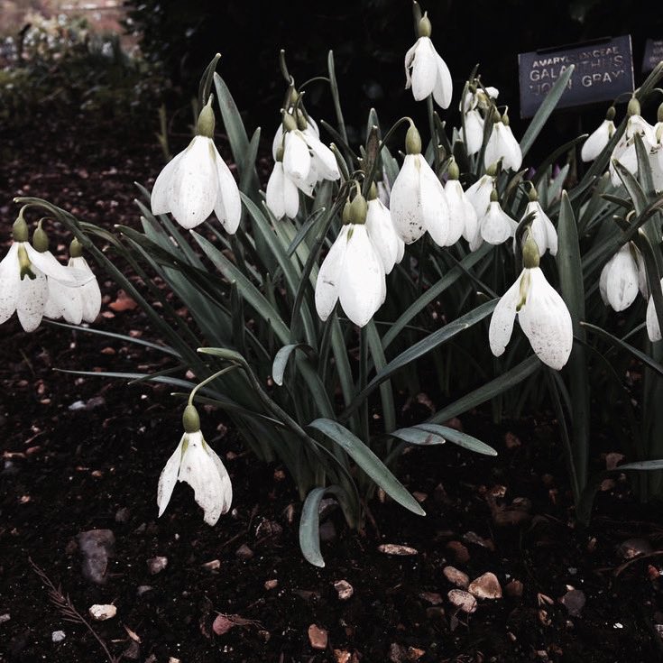 nasıl da sevdim ne iştir bilmeden sevmeyi 
bir parça son yalnızlığa öncekiler hazırlıktır 
insan bırakmaz sevdiğini, sevmek insanı bırakır

📜Attila İlhan 

📷John Gray