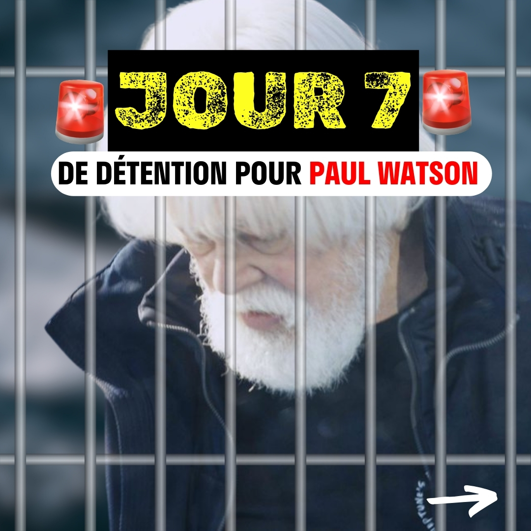 Jour 7 de détention pour Paul Watson.

Nos journalistes et <a href="/LamyaEssemlali/">Lamya Essemlali</a>  viennent d'arriver au Groenland. Mais la présidente de <a href="/SeaShepherdFran/">Sea Shepherd France</a>, qui avait pourtant réservé un créneau au centre pénitentiaire de Nuuk pour voir Paul Watson, s’en est vue refuser l’accès, sous