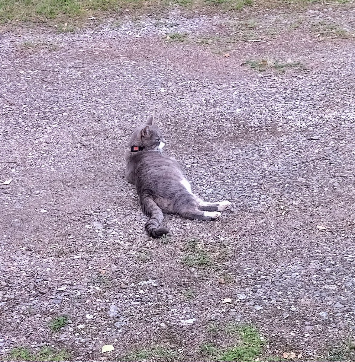 "mie" vartion tääl😽, soon "password""😼👀, oliskohan tän pä "tinki" täys jo, pikasauna ja si vaan töllöö‼️Muksaa ehtoota kaikille 😘😻