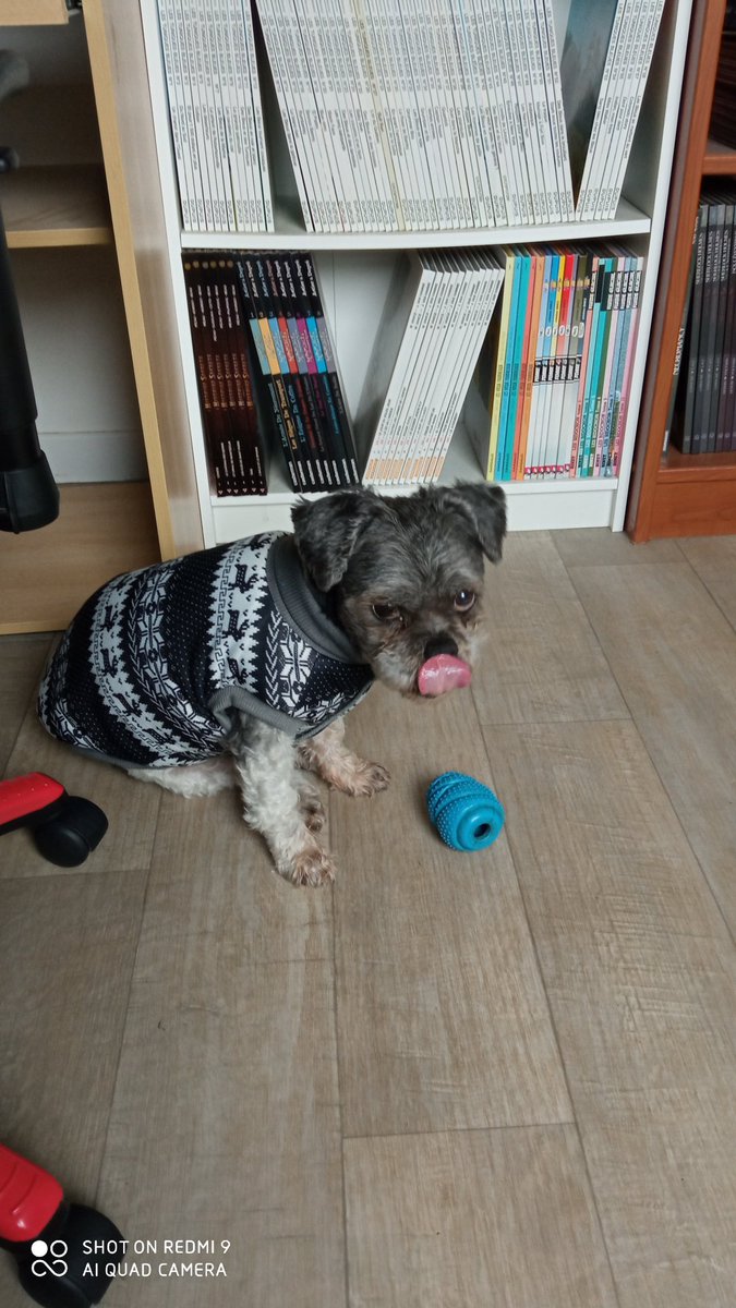 This is how we want to remember Charly :
he was the Big Boss of the gang,
he was obsessed with toys,
he was a daddy's boy and we spend more than 15 years with him!🌈🐶