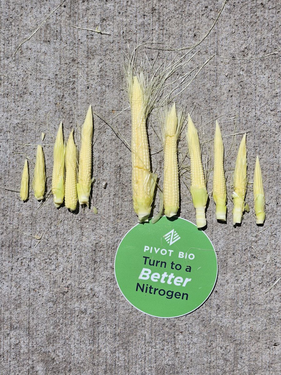 Out checking checks- 150lbs of NH3 last fall- gone. UAN looked great early but now is when your corn factory wants that #PROVEN40 #provenit in MN this year for sure.  It’s not a lifesaver but its at least in the plant - big visuals this year. #corn24  key is DIVERSIFY your