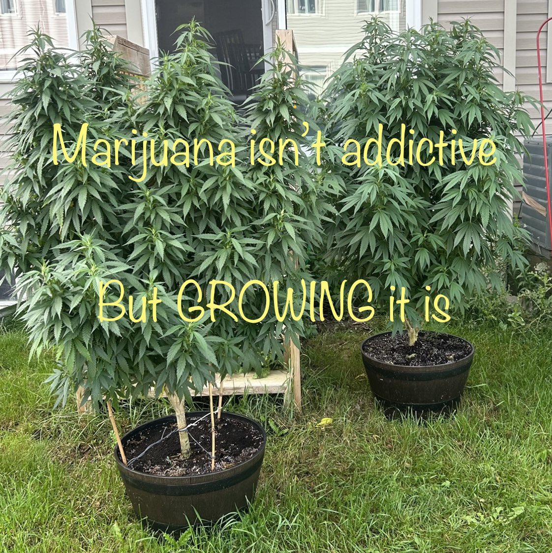 #CannabisCommunity #BlimburnSeeds #StonerFam #growyourown