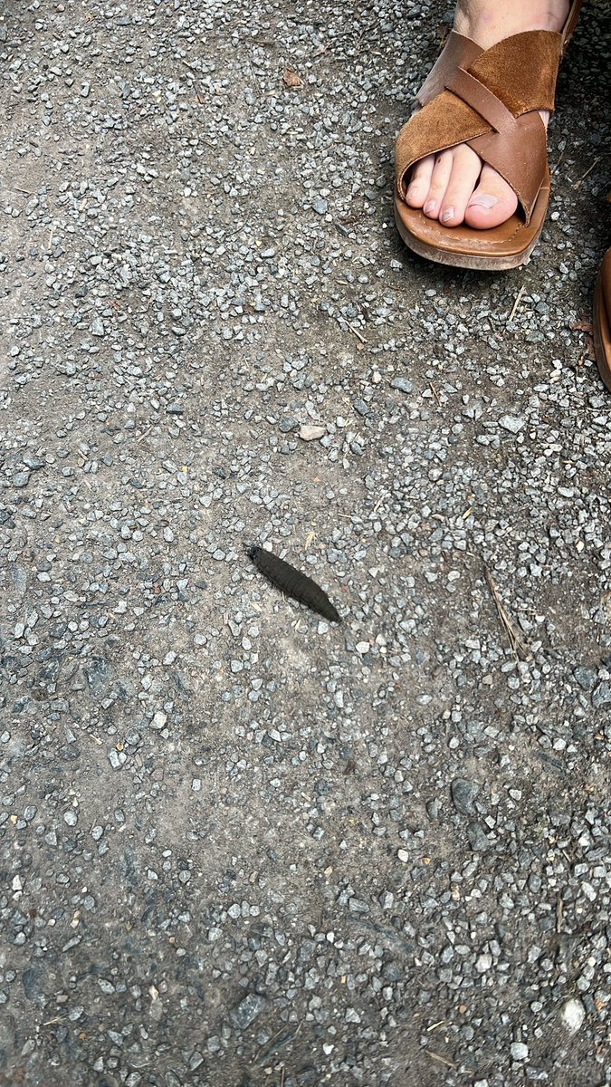 xKatieGardnerx's tweet image. Any idea what this is?

#whatisthis #bugidentifier #ukwildlife