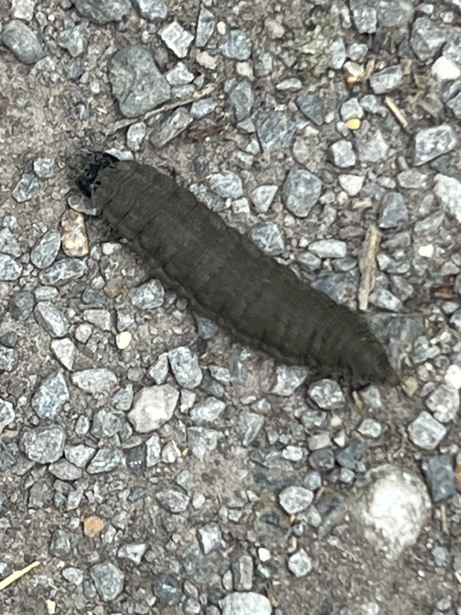 xKatieGardnerx's tweet image. Any idea what this is?

#whatisthis #bugidentifier #ukwildlife