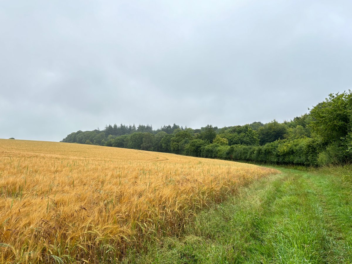 A damp walk in the Wiltshire countryside on Thursday afternoon on day 207 of my #walk2024miles challenge supporting @trusselltrust #wiltshirewalks #charitywalk