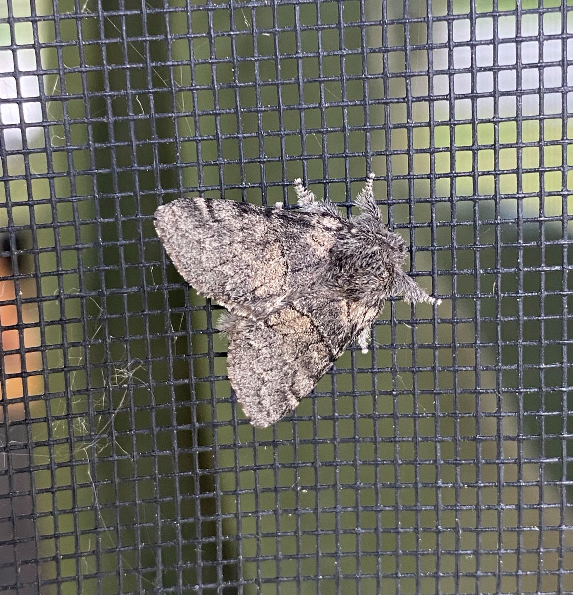 Can you imagine never eating again? 🤯 

Common Gluphisia Moths 🦋 don’t have to! They stop eating once they reach adulthood.

Don’t worry: they aren’t going hungry 🍽️! Not having to eat saves these moths time they could spend looking for a mate ❤️! 

#DiscoverOP #MothWeek