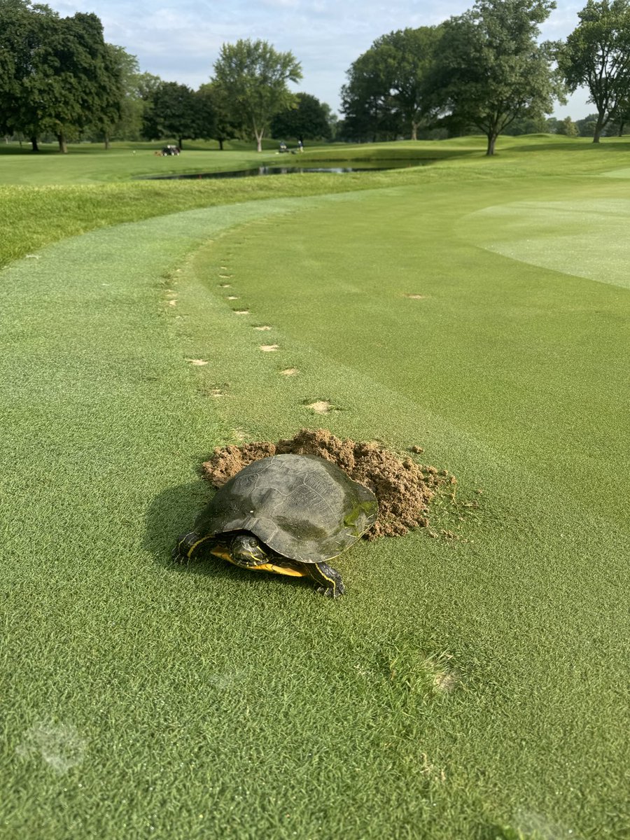 Nature and golf coexisting. Not the best spot she could have picked but we will try to help her out as best possible.