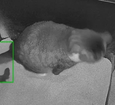theamygrace's tweet photo. On poop watch b/c Pashi got into some of his brothers food yesterday. 
7/27 4:51 am 💩 https://t.co/YZn2SflO2Y