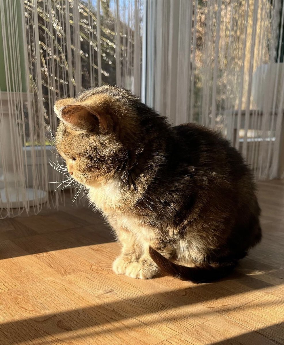 gabbybow's tweet photo. Francis the dwarf cat passed away. I’m not okay https://t.co/WgSg7i9nx6