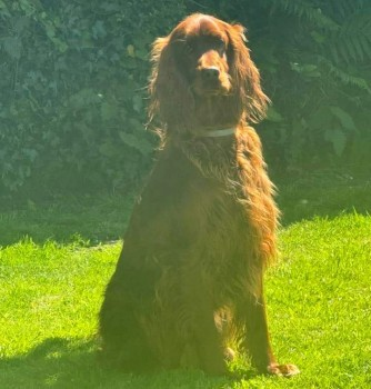 millypod1's tweet photo. 🆘26 JUL 2024 #Lost Red Irish Setter Female #ScanMe 
#StowfordCross #Chittlehampton #Devon #EX37
Ran from track through maize fields with retractable lead attached.  PLEASE SHARE.
https://t.co/4GSwZh96A2 https://t.co/zv8C0s9I4i