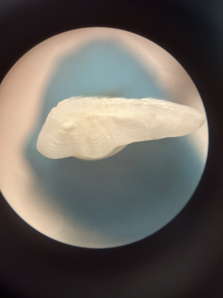 Gabrielle Perugini tweet media