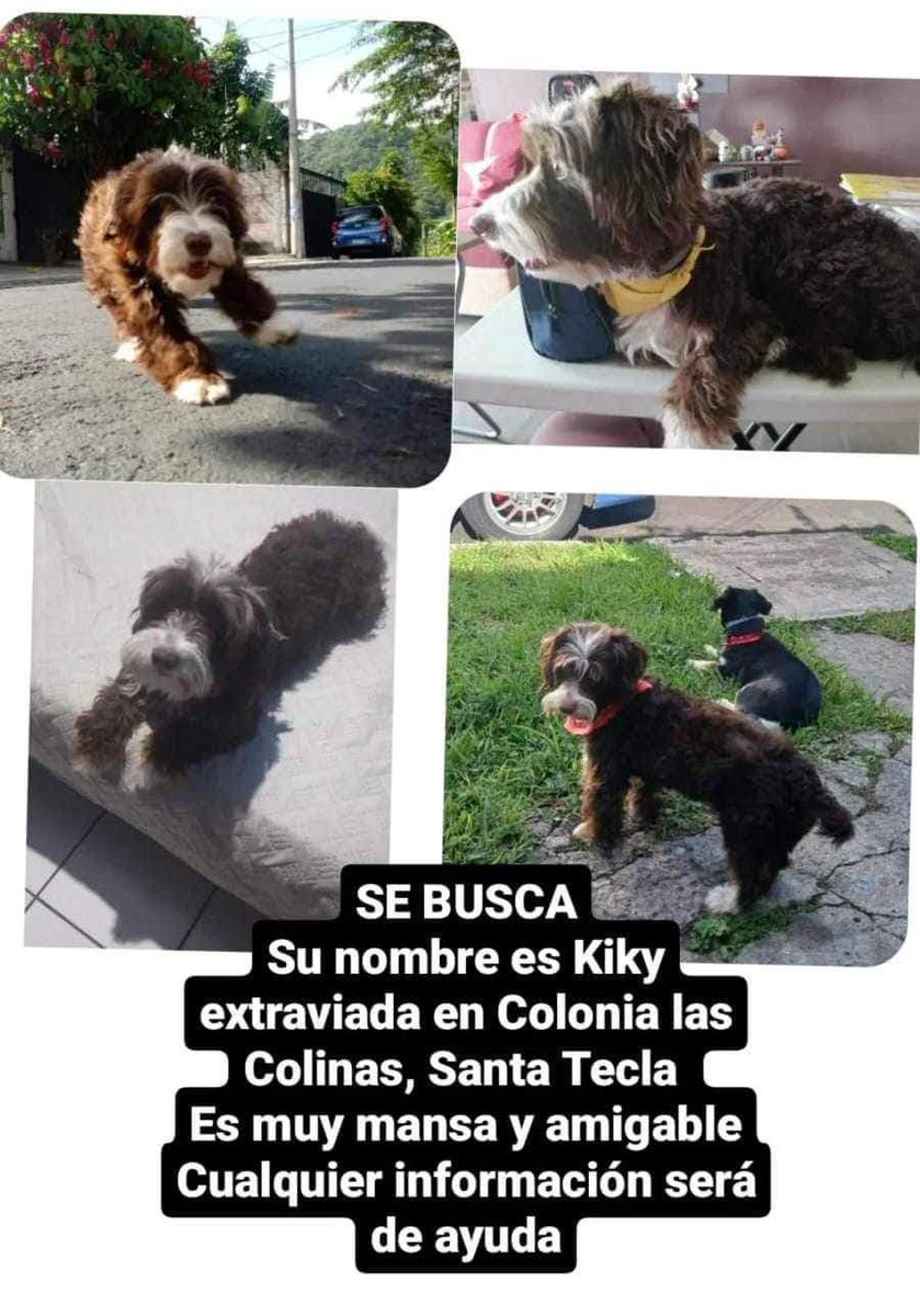CasaRoly's tweet photo. SE BUSCA 🚨

SE EXTRAVIÓ EN COL. LAS COLINAS #SantaTecla.
Seguidores nos piden a todos que compartamos para que vuelva a casa, mira 🥹👇🏻🐾 https://t.co/VUPU3OGN93