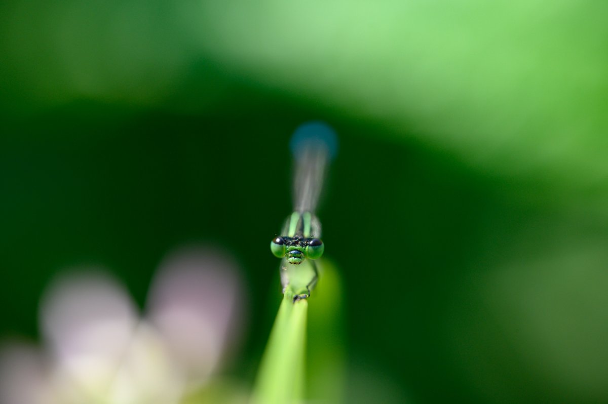 XQDavidHuang's tweet photo. Went out for biking this morning and got a lovely damselfly and a beetle that I don't recognize https://t.co/2dRpKjkOMl