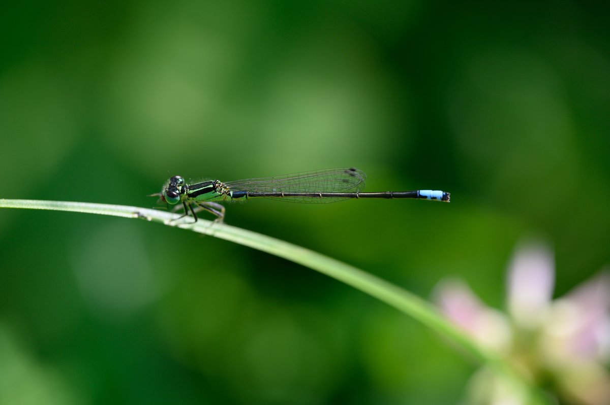 XQDavidHuang's tweet photo. Went out for biking this morning and got a lovely damselfly and a beetle that I don't recognize https://t.co/2dRpKjkOMl