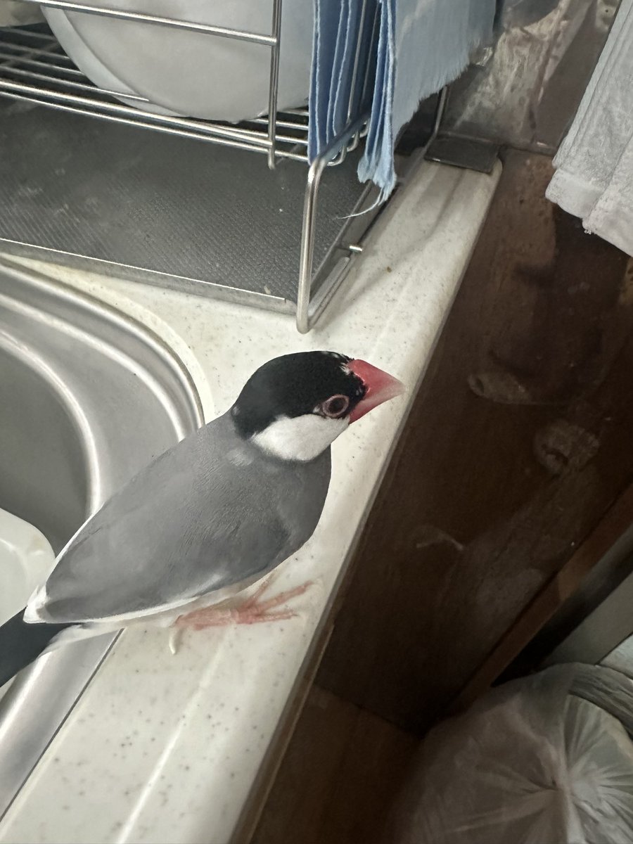 求む、仲直り方法😢先日、放鳥中にスマホに夢中になってたら眼球を突かれまして…仕返しに頭をパクッと…
…放鳥してもこの場所から動かない😭どうすれば機嫌を治すことができますか？