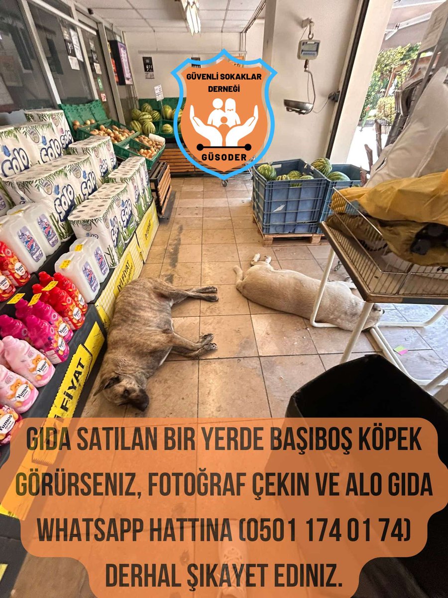 pnrvkl's tweet photo. Gıda satılan yerlerde köpek görürseniz  alo gıda hattına şikayet edin. #YASAYAEVETDİYORUZ https://t.co/vT8eGRnwju