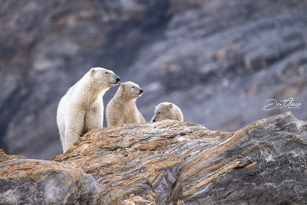 JeetAman Photography tweet media