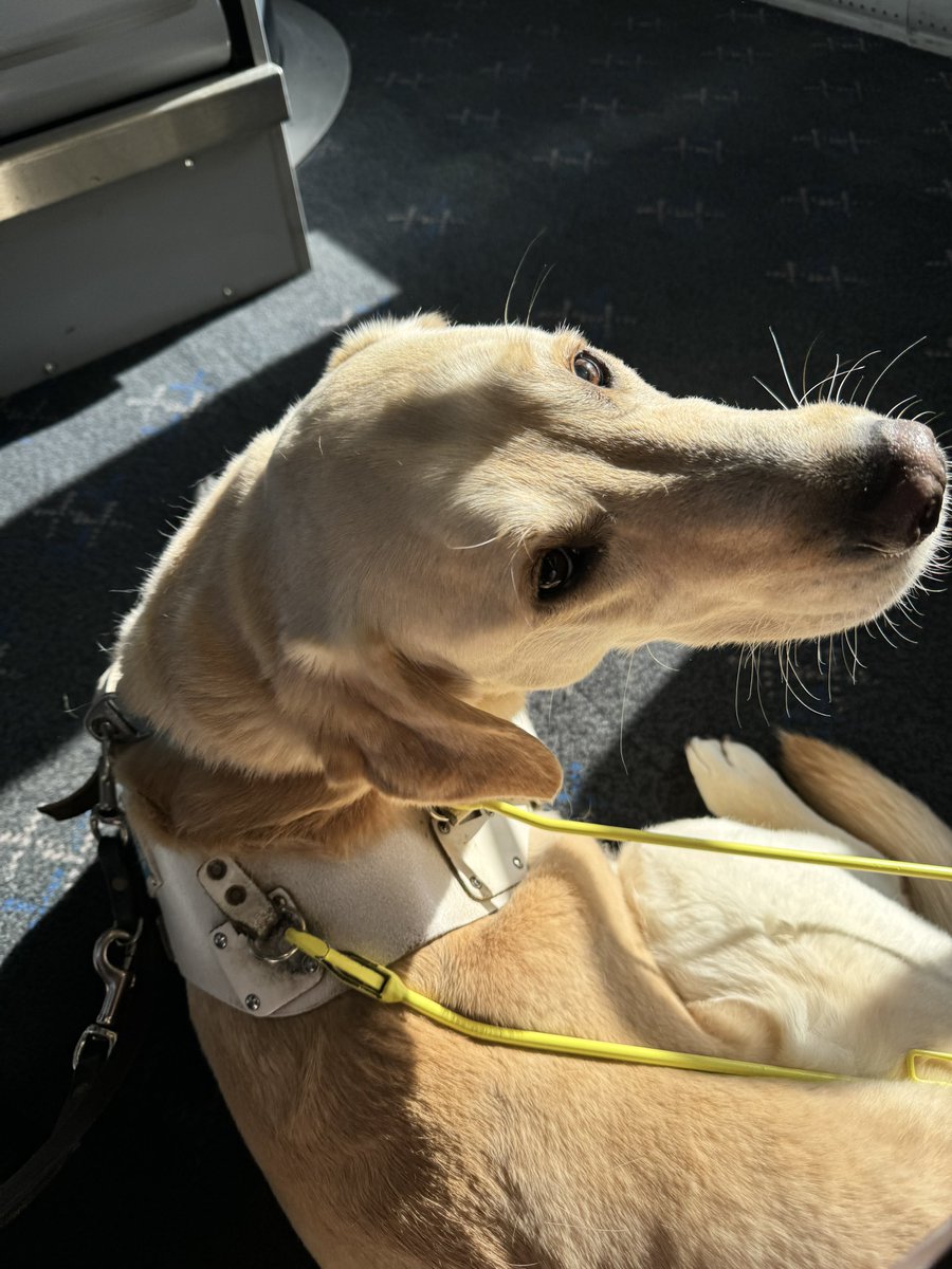 Hi <a href="/marksandspencer/">M&S</a> I entered your store inside Haymarket railway station in Edinburgh this evening and was approached by a staff member who told me I can’t bring my dog into the store, despite explaining that Sam is a guide dog 🦮