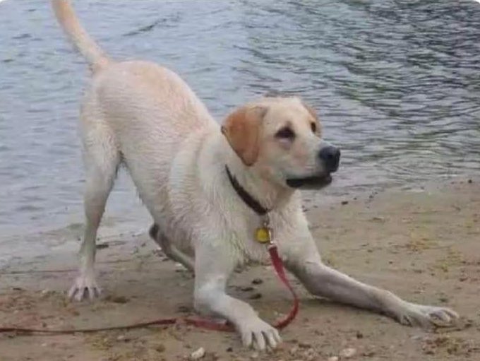 Ese momento donde sabes que atrapar a tu perrito será una tarea complicada…