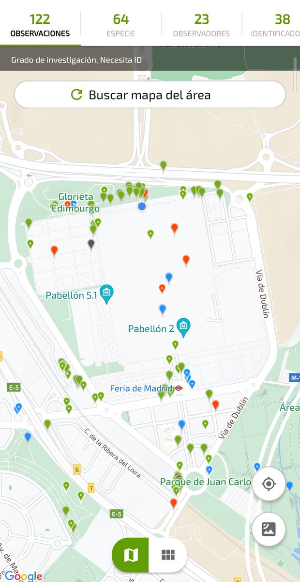 David G. del Olmo (@davidgdelolmo) on Twitter photo Botanists from around the world couldn't resist identifying ruderal plants and exploring the biodiversity around IFEMA during #IBC2024 in Madrid. One of the standout species in <a href="/inaturalist/">iNaturalist</a>:
💛Centaurea solstitialis💛 Botanists from around the world couldn't resist identifying ruderal plants and exploring the biodiversity around IFEMA during #IBC2024 in Madrid. One of the standout species in <a href="/inaturalist/">iNaturalist</a>:
💛Centaurea solstitialis💛