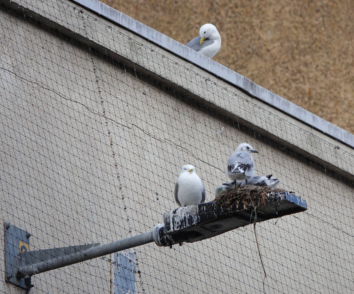 Long Nab Birder tweet media