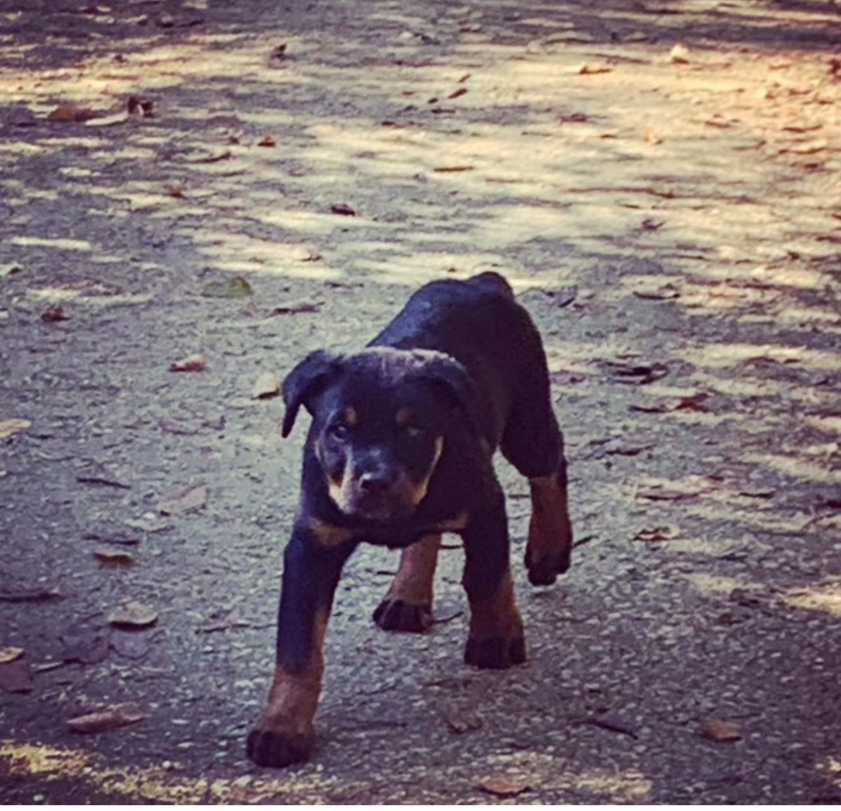 Gaurddog22's tweet image. Good afternoon to all the deplorables out there! “MAGA Merle” was the only possible name from day 1✊🏻🐶🇺🇸45