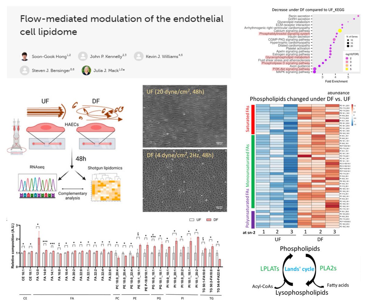HaoYin20's tweet image. #EndothelialCell #ShotgunLipidomics + #Transcriptomics

👤Aortic EC
~20%⏫Total lipid content by 
1) #DisturbedFlow ±4 dyn/cm2 2 Hz vs Laminar flow 20 dyn/cm2 or Static @ibidiCells
2) #Inflammation LPS or Pam3 (TLR1/2 agonist)

Disturbed flow▶️
⏫23 (CE x2, FA x10, PE x2, PG x2,…