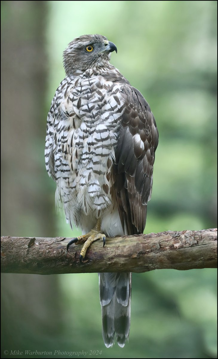 Mike Warburton (@_mikewarburton) on Twitter photo Local 2nd CY female #Goshawk almost through her moult into more adult plumage this morning. #Wales #birds #wildlife #nature #predator #hawk #accipiter #forest #woodland <a href="/CanonUKandIE/">Canon UK and Ireland</a> <a href="/BBCSpringwatch/">BBC Springwatch</a> <a href="/Natures_Voice/">RSPB</a> <a href="/_BTO/">BTO</a> <a href="/RSPBCymru/">RSPB Cymru</a> <a href="/BTO_Cymru/">BTO Cymru</a> <a href="/NatGeoUK/">National Geographic UK</a> <a href="/NatGeoPhotos/">Nat Geo Photography</a> <a href="/Hawkandowluk/">Hawk and Owl Trust</a> Local 2nd CY female #Goshawk almost through her moult into more adult plumage this morning. #Wales #birds #wildlife #nature #predator #hawk #accipiter #forest #woodland <a href="/CanonUKandIE/">Canon UK and Ireland</a> <a href="/BBCSpringwatch/">BBC Springwatch</a> <a href="/Natures_Voice/">RSPB</a> <a href="/_BTO/">BTO</a> <a href="/RSPBCymru/">RSPB Cymru</a> <a href="/BTO_Cymru/">BTO Cymru</a> <a href="/NatGeoUK/">National Geographic UK</a> <a href="/NatGeoPhotos/">Nat Geo Photography</a> <a href="/Hawkandowluk/">Hawk and Owl Trust</a>