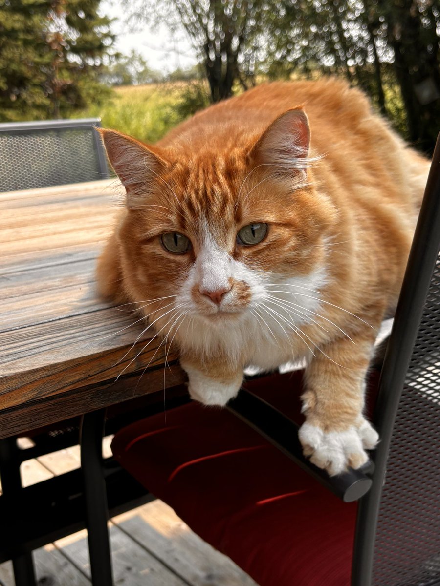 robjhenry's tweet photo. Hello from Marley.  Life is good! #Caturday https://t.co/BNg4dENbyA